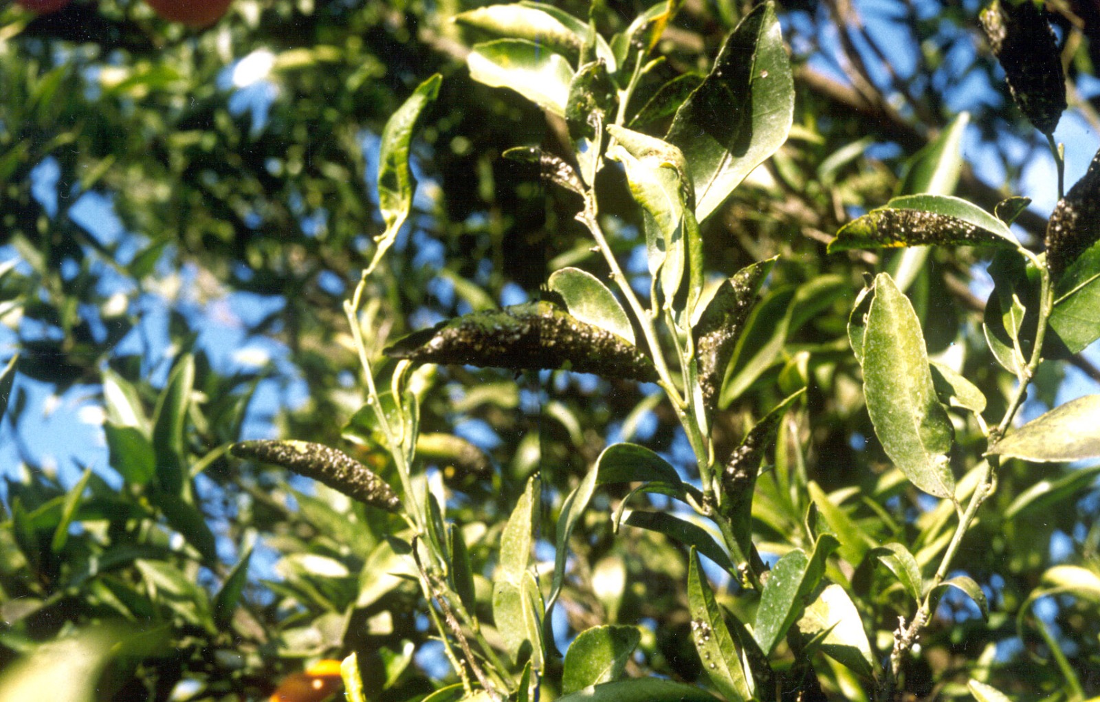 residui invernali di mosca e fumaggine su agrumi