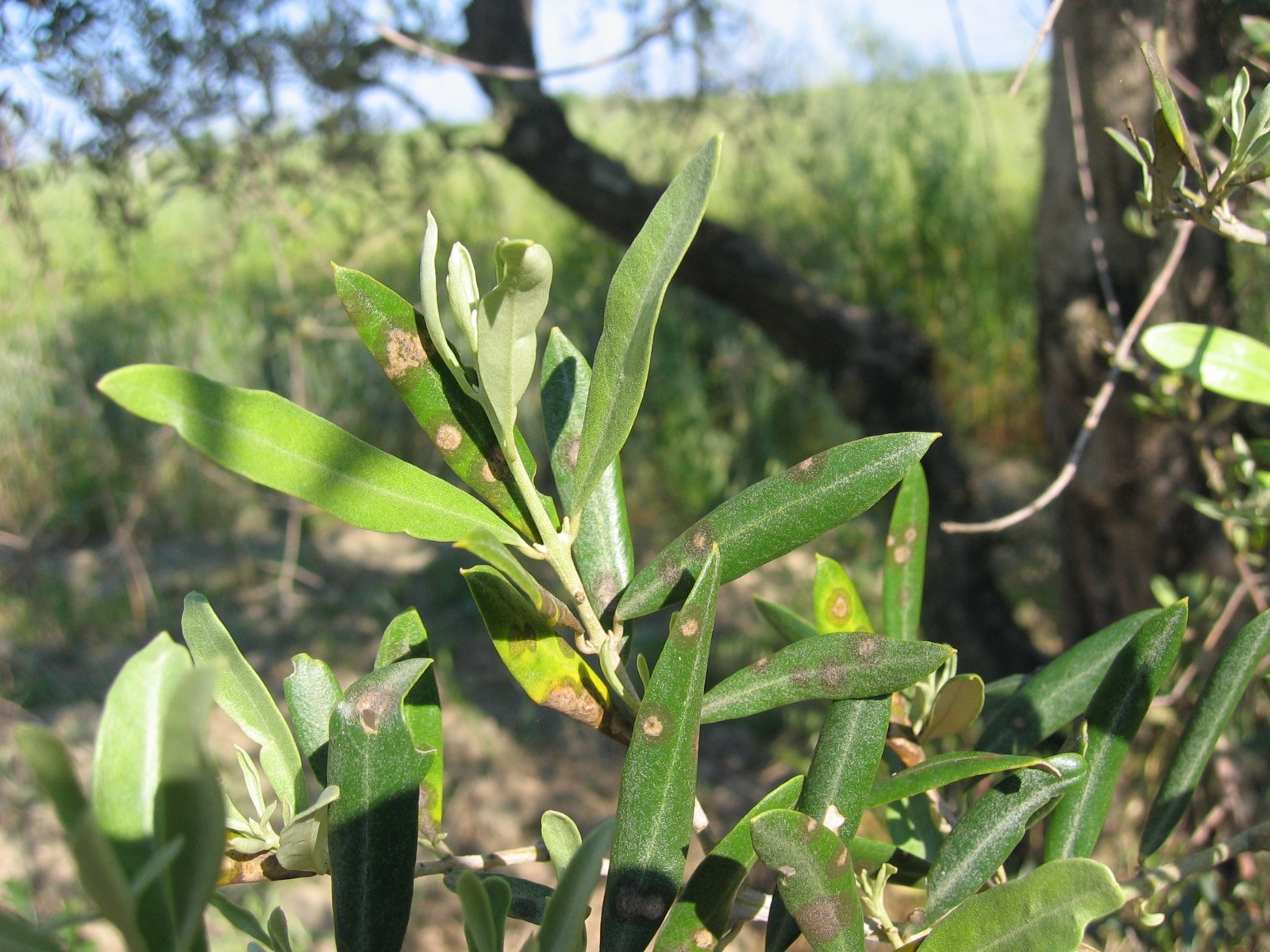 Occhio di pavone su foglie di olivo